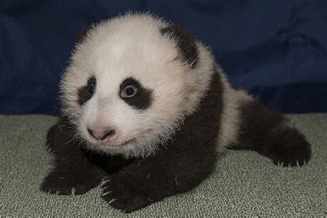 Baby Giant Pandas