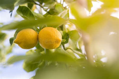Lemons From Orchard In The Lemon Tree Stock Image Image Of Orchard