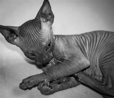 Eugenika Sk Don Sphynx Hairless Cats Home