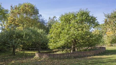 Finally, in 1997, they rooted two. Isaac Newton's world famous apple tree | Woolsthorpe Manor ...