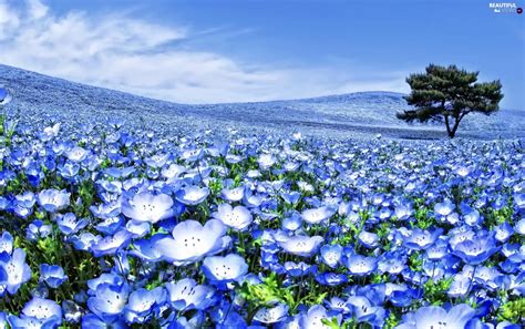 Trees Cultivation Flowers Field Blue Beautiful Views Wallpapers