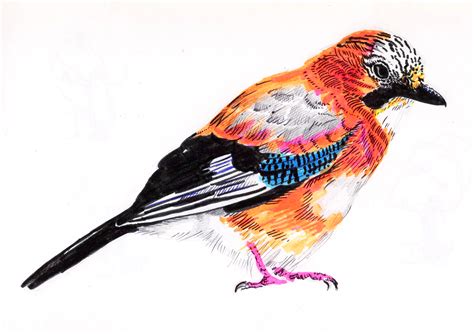 Neon Bird Illustrations 2016 - Laura Alice