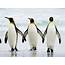 Penguin Wallpapers Images Photos Pictures Backgrounds