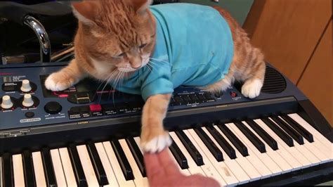 Keyboard Cat Teaches Keyboard Youtube
