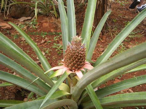Prickly And Bitter Pineapples Dont Grow On Trees