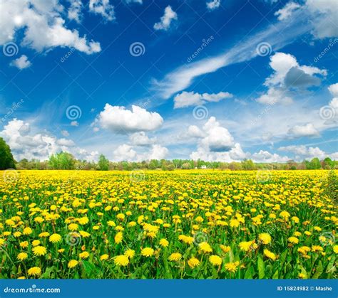 Meadow With Yellow Dandelions Stock Photo Image Of Blue Blossom