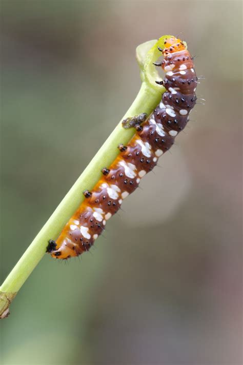 85 Amazing How Do I Know If A Caterpillar Is Poisonous Insectza
