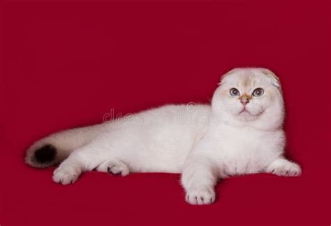 Scottish Fold Cat Plays On A Plain Background Stock Photo Image Of