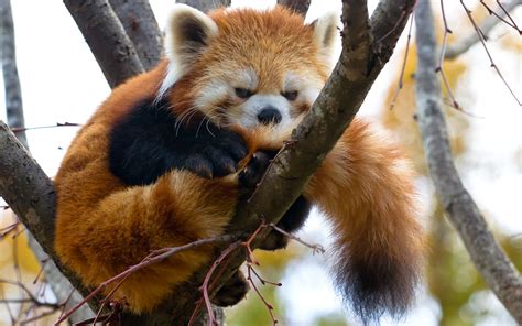 Download Wonderful Hd Red Panda Wallpaper Hdwallsource By Karensmith