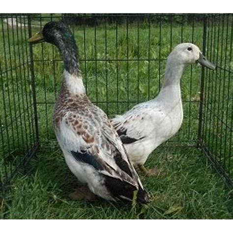 Cackle Hatchery Welsh Harlequin Duck Straight Run Male And Female