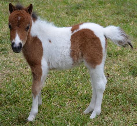Miniature Horses For Sale Page 388