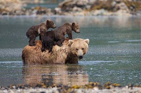 Heart Breaking Story Of Mother Bear Leaving Cubs To Drown