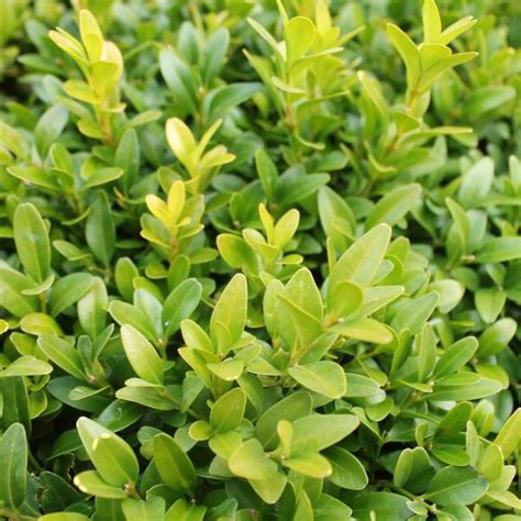 Box Hedging Buxus Sempervirens Hedges Direct