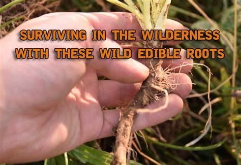 Surviving In The Wilderness With These Wild Edible Roots Part 2