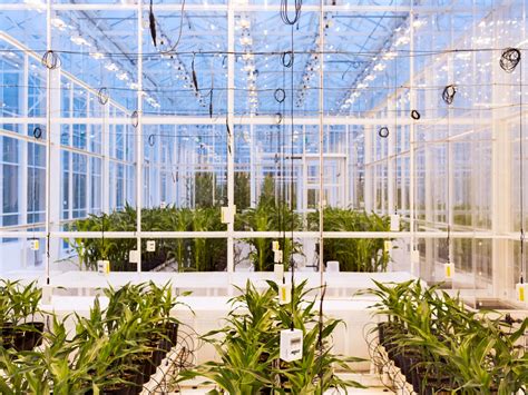 This High Tech Greenhouse Tests What Crops Will Survive Climate Change