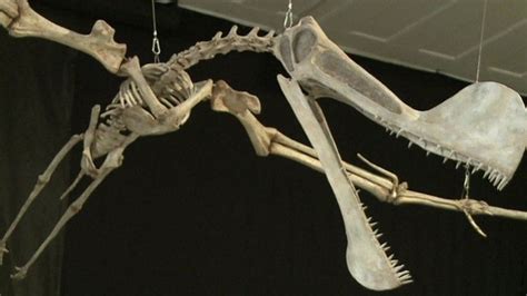 Reconstructed Skeleton Of Giant Pterosaur Unveiled In Brazil Bbc News
