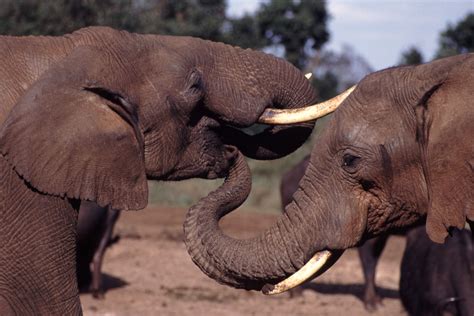 Fileelephant With Trunk In Others Mouth Wikimedia Commons