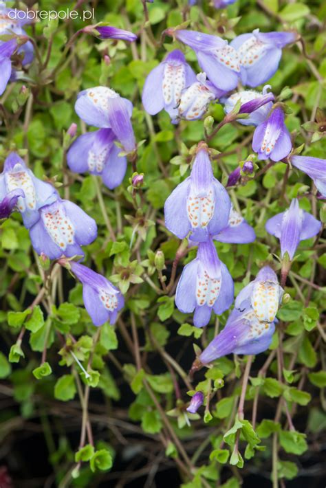 Szkółka Bylin Dobrepole Mazus Reptans Purple Mazus Rozłogowy