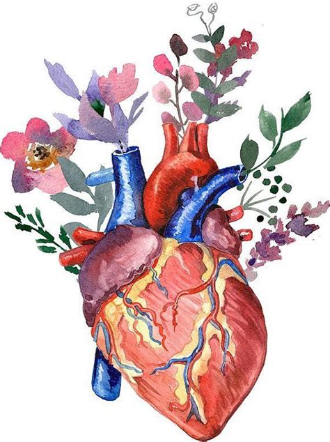 Pin By Alex Digital On Draw Draw Draw Watercolor Heart Anatomy