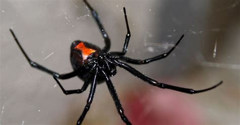 Dozens Of Deadly Black Widow Spiders Discovered In Uk After Breeding On