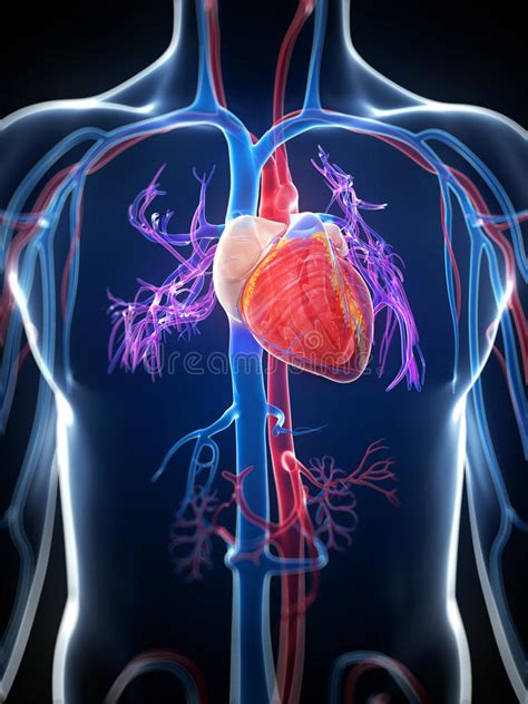 Human Body With Heart Stock Illustration Illustration Of Biology