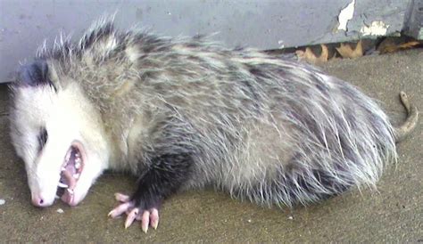 Amazing Facts About The Opossum Knowledge Stew