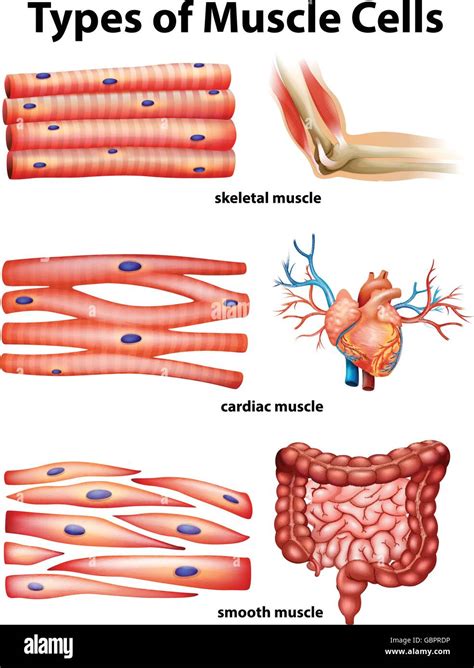 Diagram Showing Types Of Muscle Cells Illustration Stock Vector Image