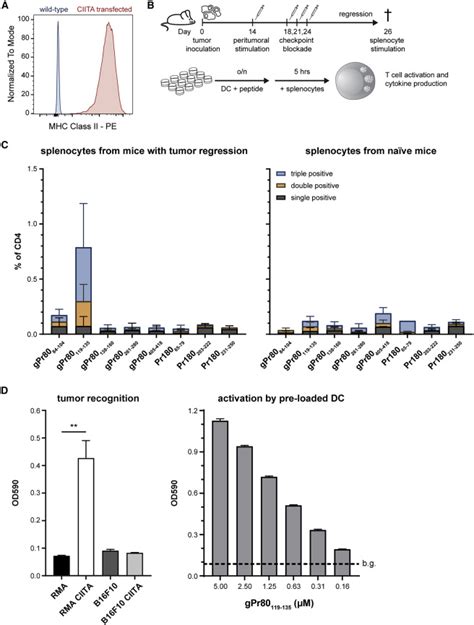 Cancer Specific T Helper Shared And Neo Epitopes Uncovered By