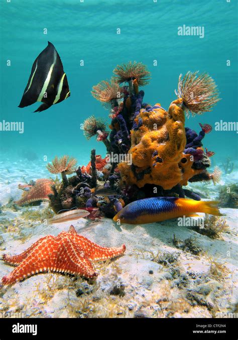 Marine Life Underwater Sea In The Caribbean With Tropical Fish Sea