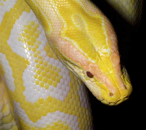 Albino Pythonidae Amelanistic Burmese Python Melanie