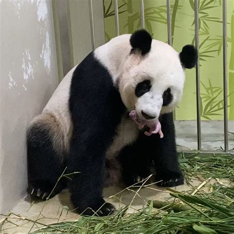 Hello Pandas The Little One And Mum Are Doing Well Lifestyle News