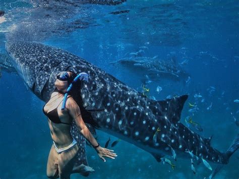 Oslob Cebus Whale Shark Watching Should You Visit PHBus Tickets