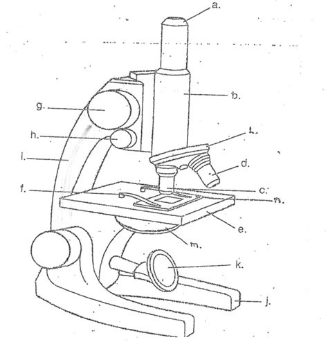 How To Draw Compound Microscope Microscope Diagram Ea
