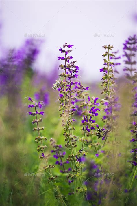 Purple Wildflowers Stock Photo By Ollinka Photodune