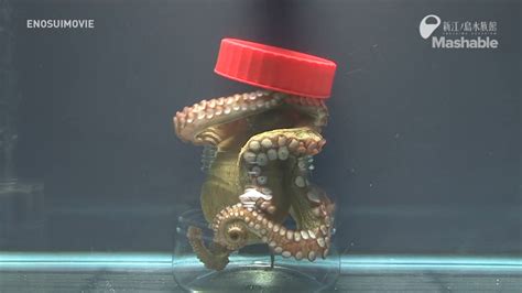 This Octopus Escape Artist Proves Octopuses Are Smarter Than We Think