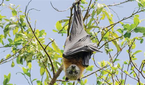 Australian Animals Grey Headed Flying Fox Nsw National Parks
