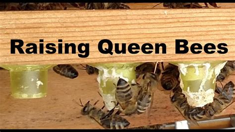 Raising Queen 🐝 Bees Episode 1 Youtube