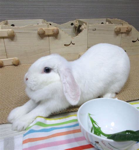 Holland Lop Blue Eyed White Bunny Rabbit Usa Bunny Care Rabbit