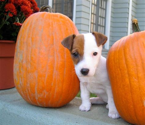 Top walmart dog food choices : Canned Pumpkin for Dogs and Cats | Canned pumpkin for dogs ...