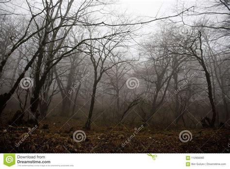 Landscape With Beautiful Fog In Forest On Hill Or Trail Through A