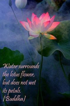 Maybe you would like to learn more about one of these? Lotus Buddha Quotes. QuotesGram