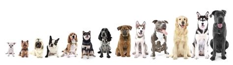 All About Mutts Prudent Pet Insurance