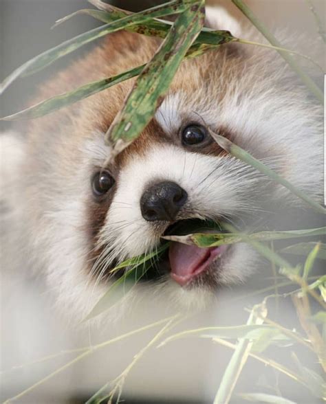 A Close Up Of A Small Animal With Its Mouth Open And Grass In Its Mouth