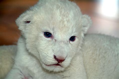 Cute And Rare White Lion Cub Lion Cubs Photo 36185803 Fanpop