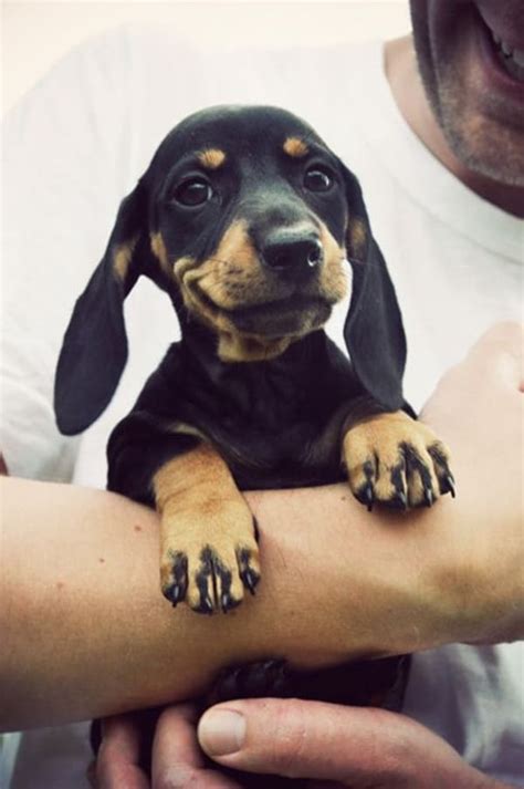 45 Cute And Amazing Dachshunds Pictures