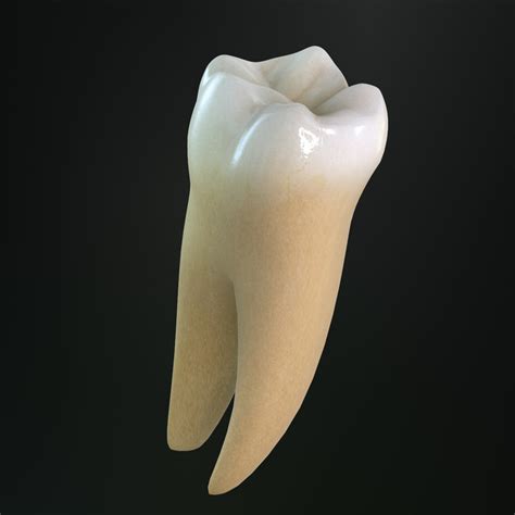Tooth Lower Molar 3d Max