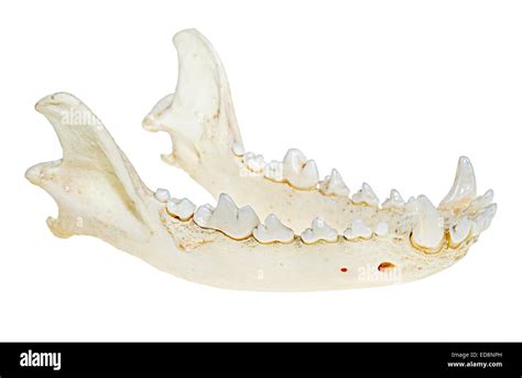 Clear Canine Dental Model Animal Body Anatomy Replica Of Dog Jaw W