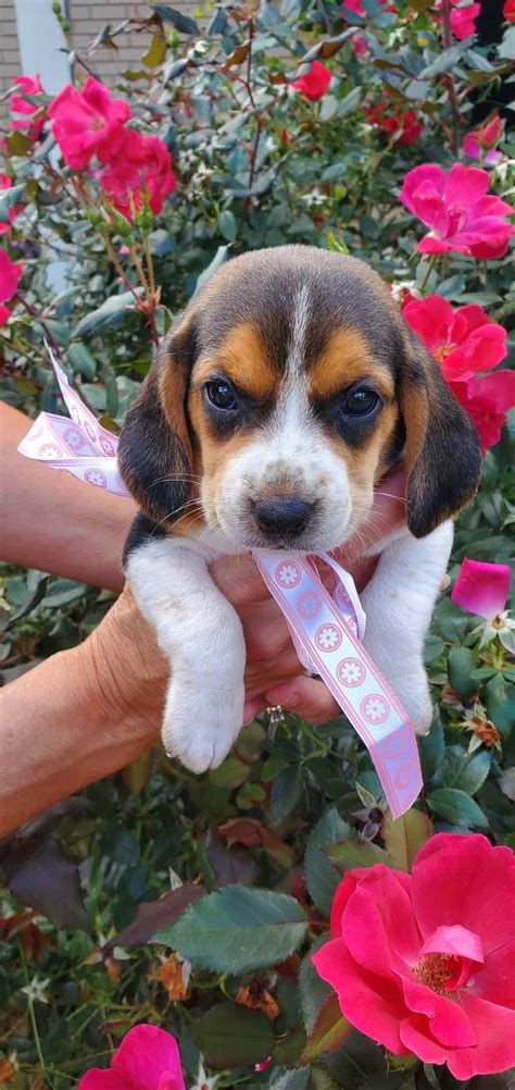 Catahoula Beagle Puppies | Petclassifieds.com