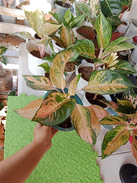 Aglaonema Yellow Sutra Cochin On Carousell