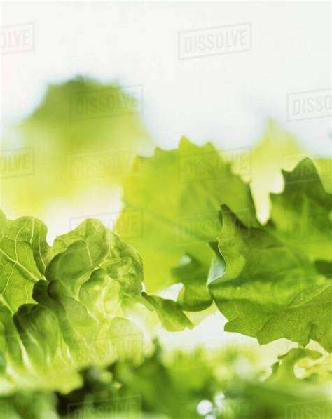 Lettuce Leaves Stock Photo Dissolve